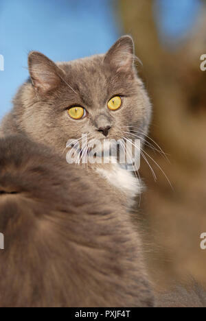 Blue-mitted Ragdoll, solide, Katze, Tier Portrait, Österreich Stockfoto