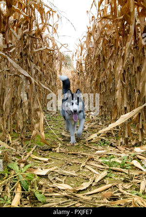 Siberian husky läuft auf einem Maisfeld Stockfoto