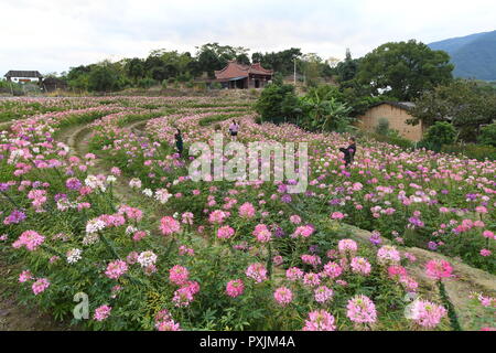 Fuzhou, Provinz Fujian in China. 22 Okt, 2018. Touristen anzeigen Blumen an Kongyuan Dorf in Minhou County im Südosten der chinesischen Provinz Fujian, Okt. 22, 2018. Credit: Lin Shanchuan/Xinhua/Alamy leben Nachrichten Stockfoto