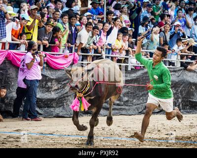 Oktober 23, 2018 - Chonburi, Chonburi, Thailand - ein Jockey peitschen seine Wasserbüffel nach Demontage in der Buffalo Rennen in Chonburi. Kandidaten rennen Wasserbüffel über 100 Meter auf einer schlammigen gerade weg. Die Büffel Rennen in Chonburi erste nahm im Jahr 1912 Ort der thailändische König Rama VI. Jetzt die Rassen haben in einem Festival, markiert das Ende der buddhistischen Fastenzeit und ist auf den ersten Vollmond des elften Mondmonats statt (Oktober oder November) entwickelt. Tausende von Menschen kommen nach Chonburi, etwa 90 Minuten von Bangkok, für die Rennen und Karneval in die Mitte. (Bild: © Jack Kurtz/ZUMA Draht) Stockfoto