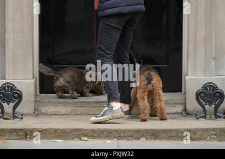 Downing Street, London, UK. 23. Oktober 2018. Zwei Hunde kommen in Downing Street während der wöchentlichen Kabinettssitzung. Credit: Malcolm Park/Alamy Leben Nachrichten. Stockfoto