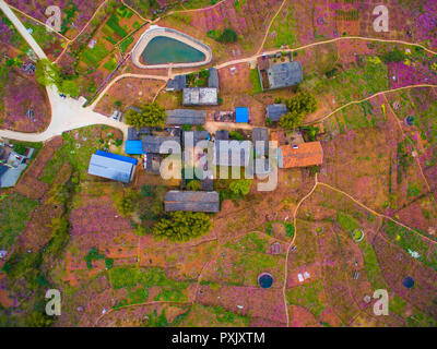 Chengdu, China. 23 Okt, 2018. Chengdu, China - Peach Blossoms bei Longquan Berg in Chengdu, Provinz Sichuan im Südwesten Chinas. Credit: SIPA Asien/ZUMA Draht/Alamy leben Nachrichten Stockfoto