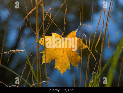 Sieversdorf, Deutschland. 13 Okt, 2018. Ein Herbst gelb maple leaf hängt zwischen Gräser auf einer Wiese. Foto: Patrick Pleul/dpa-Zentralbild/ZB/dpa/Alamy leben Nachrichten Stockfoto