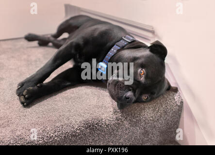 Staffordshire Bull Terrier Hund liegend auf dem Teppich an der Oberseite der inneren stiars. Er trägt ein Halsband und hat seine goldbraunen Augen offen auf der Suche Stockfoto