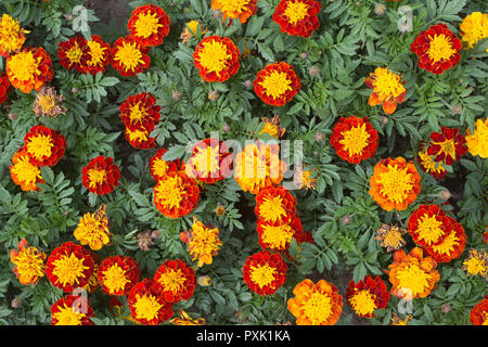 Ringelblumen der „Super Hero Spry“ (Tagetes Patula) im Schaugarten auf dem Campus der Universität von Saskatchewan, Saskatoon, Kanada, AAS-Preisträger Stockfoto