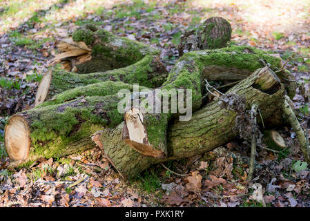 Protokolle im Wald - Savernake Wald - England's größeren Wald - Wiltshire, Großbritannien Stockfoto