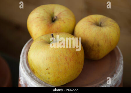 Ein Trio von selbst angebauten Äpfel Stockfoto