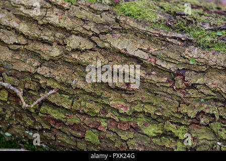 Protokolle im Wald - Savernake Wald - England's größeren Wald - Wiltshire, Großbritannien Stockfoto