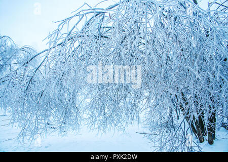 Winter Baum gebeugt unter der Last des Eises auf der Niederlassungen Stockfoto