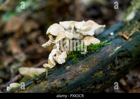 Pilze im Wald Savernake Wiltshire England - Vereinigtes Königreich. Pleurotus ostreatus, der Oyster mushroom, ist ein gemeinsames genießbare Pilz. Stockfoto