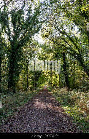 Savernake Wald - England's größeren Wald - Wiltshire, Großbritannien Stockfoto