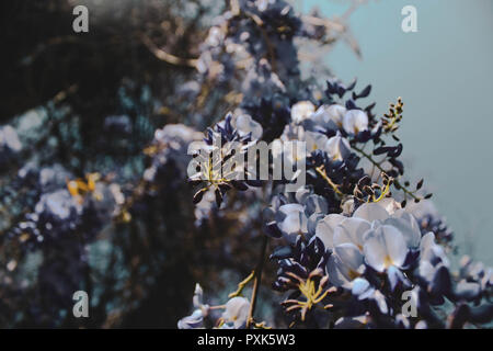 Lavendel Blume Baumstrukturzweig. Stockfoto