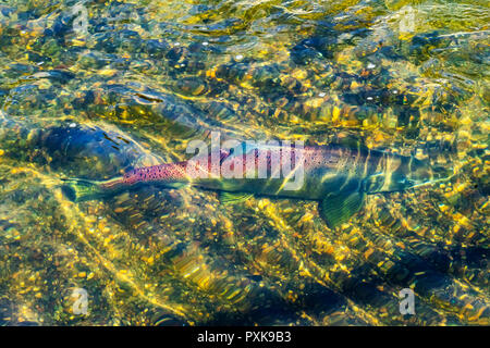 Lachs Swimiming bis Issaquah Creek zu Lachs Brüterei Issaquah Washington Stockfoto