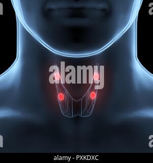 Menschlichen Drüsen (Schilddrüse) Anatomie Stockfoto