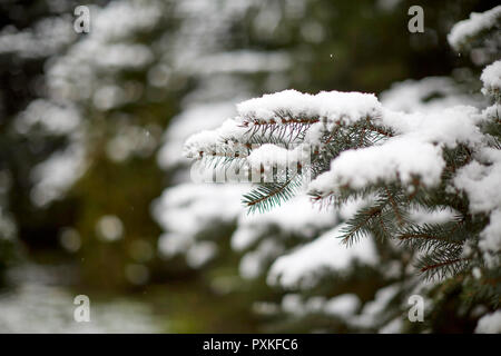 Bright Green Moss auf Baum unter dem Schnee im Winter Pinienwald Stockfoto