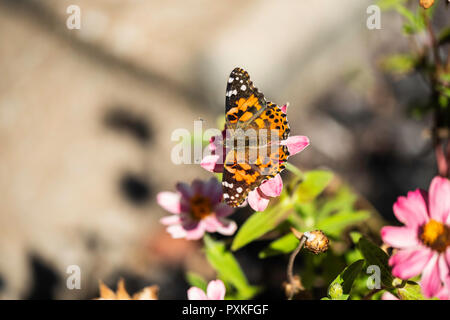 Ein Distelfalter Schmetterling, Vanessa carduii, Fütterung auf rosa Zinnien. Kansas, USA. Stockfoto