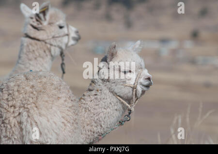 Entlang der Qapac-ñan Aus Chucuito Stockfoto