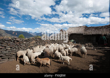 Auf der Strecke des Qhapaq ñan - (Inca Trail), dass Lares erreicht die Amazon Stockfoto