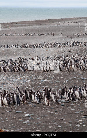 Im geschützten Bereich der Magellan-pinguine gewidmet, sulal Strand von Cabo Virgenes de Stockfoto