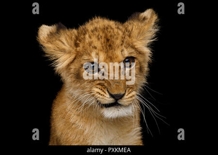 Lustige Portrait von niedlichen Lion Cub mit Neugierigen isoliert auf schwarzen Hintergrund, Ansicht von vorne Gesicht Stockfoto