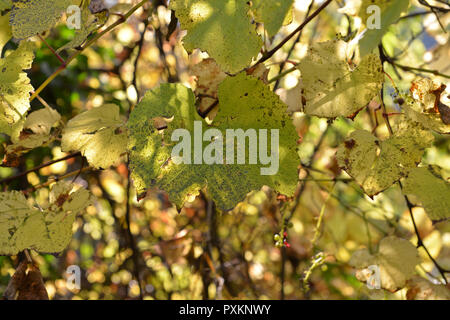 HERBSTLAUB. Blätter im Herbst Stockfoto