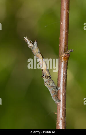 Frühe thorn Motte Caterpillar Stockfoto