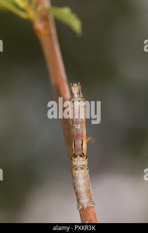 Frühe thorn Motte Caterpillar Stockfoto