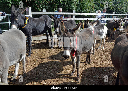 Donkey Sanctuary, Plymouth, Devon, Großbritannien Stockfoto
