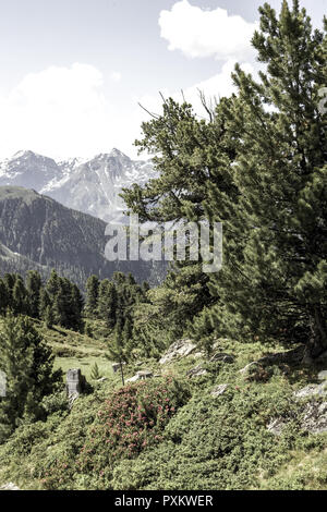 Österreich, Tirol, Pitztal, Zirben, Berglandschaft, Gebirge, Pflanzen, Natur, Vegetation, Baeume, Nadelbaeume, Blick, menschenleer, Ruhe, Stille, Idy Stockfoto