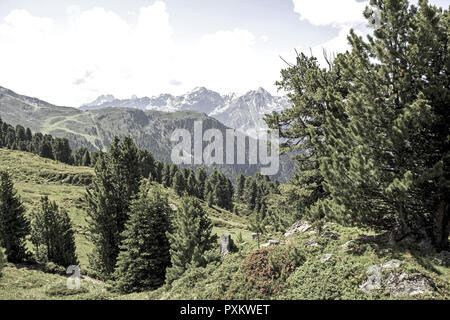 Österreich, Tirol, Pitztal, Zirben, Berglandschaft, Gebirge, Pflanzen, Natur, Vegetation, Baeume, Nadelbaeume, Blick, menschenleer, Ruhe, Stille, Idy Stockfoto