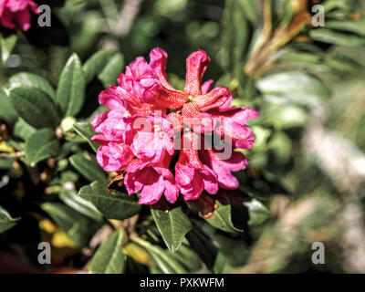 Alpenrose, Rhododendron, Nahaufnahme, Natur, Pflanzen, Botanik, Bergregion, Alpenblume, Blume, Stiel, Bluete, rosa, geschuetzt, Naturschutz Stockfoto