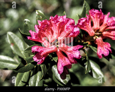 Alpenrose, Rhododendron, Nahaufnahme, Natur, Pflanzen, Botanik, Bergregion, Alpenblume, Blume, Stiel, Bluete, rosa, geschuetzt, Naturschutz Stockfoto