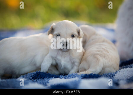 Adorable kleine Welpen kuscheln auf einen blau-weiß karierte Decke Stockfoto