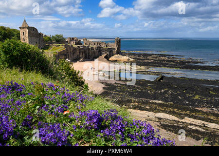 St Andrews Burgruinen auf felsigen Nordsee Küste mit Blick auf Schloss Sands Beach in St Andrews Fife Schottland Großbritannien mit Purpur Geranien Stockfoto