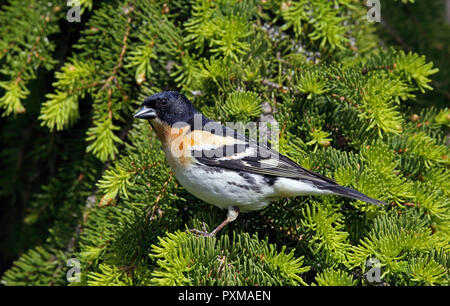 Brambling, Männchen im Zuchtgefieder, sitzend in Fichte Stockfoto