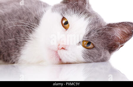 Reflexion Wirkung. White-Gray Katze. Cat's Gesicht, Nahaufnahme. Auf einem weißen Hintergrund isoliert Stockfoto