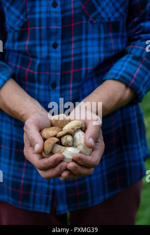 Steinpilzen in Händen Stockfoto