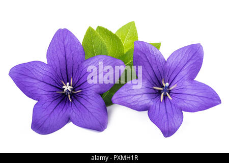 Balloon Flower (glockenblume) auf weißem Hintergrund Stockfoto