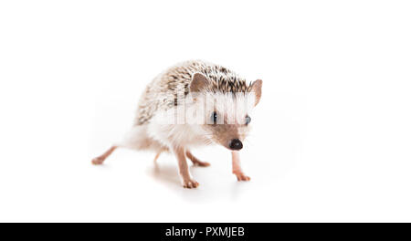 Die afrikanischen Igel auf weißem Hintergrund Stockfoto