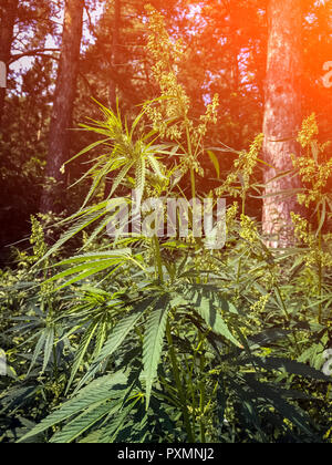 Marihuana, Cannabis auf eine im Hintergrund ein grünes Gras, ein Blatt regelmäßig Cannabis Form, schöner Hintergrund, Indoor Anbau. Stockfoto