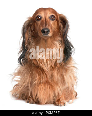 Dackel (4 Jahre alt) vor weißem Hintergrund Stockfoto Dackel (4 Jahre alt) vor weißem Hintergrund Stockfoto