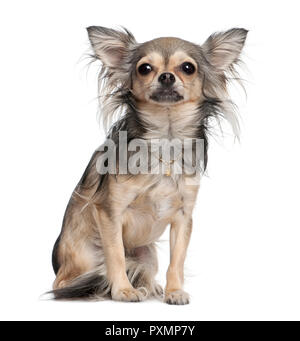 Langhaarige Chihuahua (2 Jahre alt) vor weißem Hintergrund Stockfoto