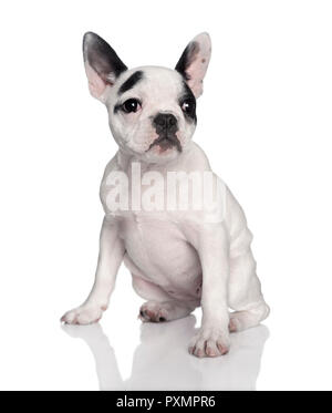 Porträt der Französischen bulldogge vor weißem Hintergrund, Studio shot Stockfoto