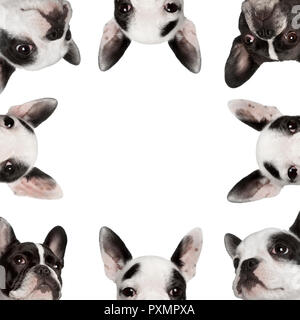 Low Angle Collage der Französische Bulldoggen vor weißem Hintergrund, Studio shot Stockfoto