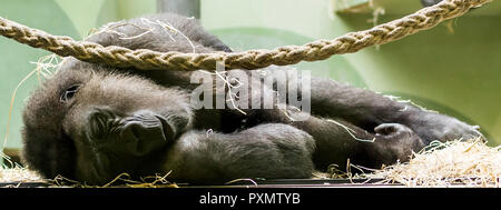 Schlafen Westlichen Flachlandgorillas. Es ist die kleinste Unterart der Gorilla, aber immer noch sind von außergewöhnlicher Größe und Stärke. Stockfoto