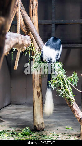 Wunderschöne Schwanz von Mantled guereza (Colobus guereza), auch als guereza oder östlichen schwarz-weißen colobus oder Abessinier schwarz-weißen Colobus bekannt. Stockfoto
