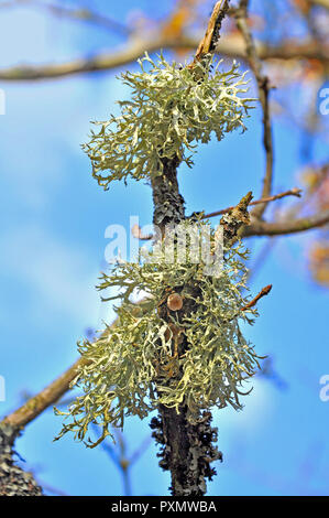 Flechten (Evernia Punastri Oakmoss) wächst auf einem Zweig in den New Forest, Hampshire, England Stockfoto