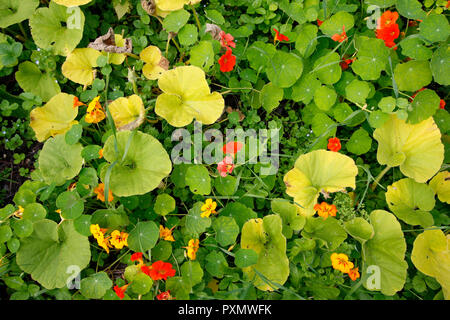 Bunte orange und gelb Kapuzinerkresse Blumen, von oben nach unten Foto Stockfoto