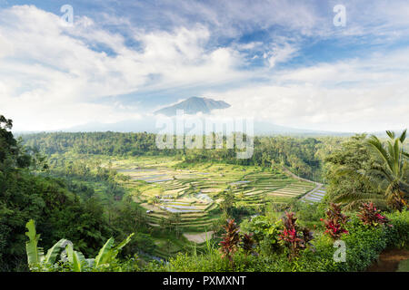 Blick auf Reisterrassen und Vulkan Gunung Agung, Rendang, Bali, Indonesien