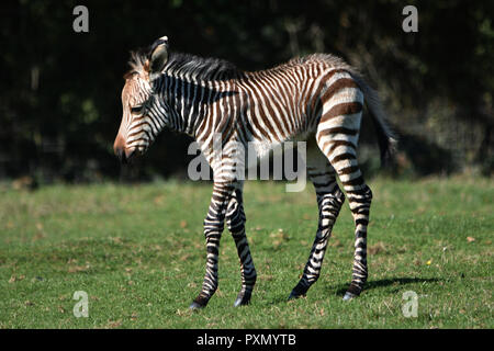 Zebra Fohlen (Grevy Zebra) Stockfoto